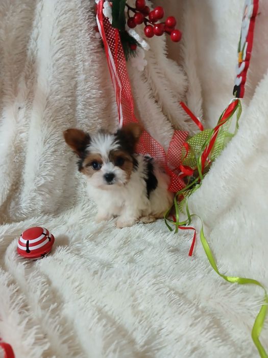 Biewer Terrier Fêmea Micro Lop Criadora Registada PT 3088 FL