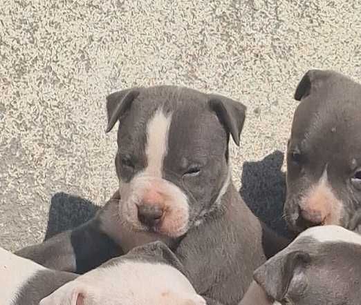 AMERICAN STAFFORDSHIRE TERRIER Canil Of Greatwarriors