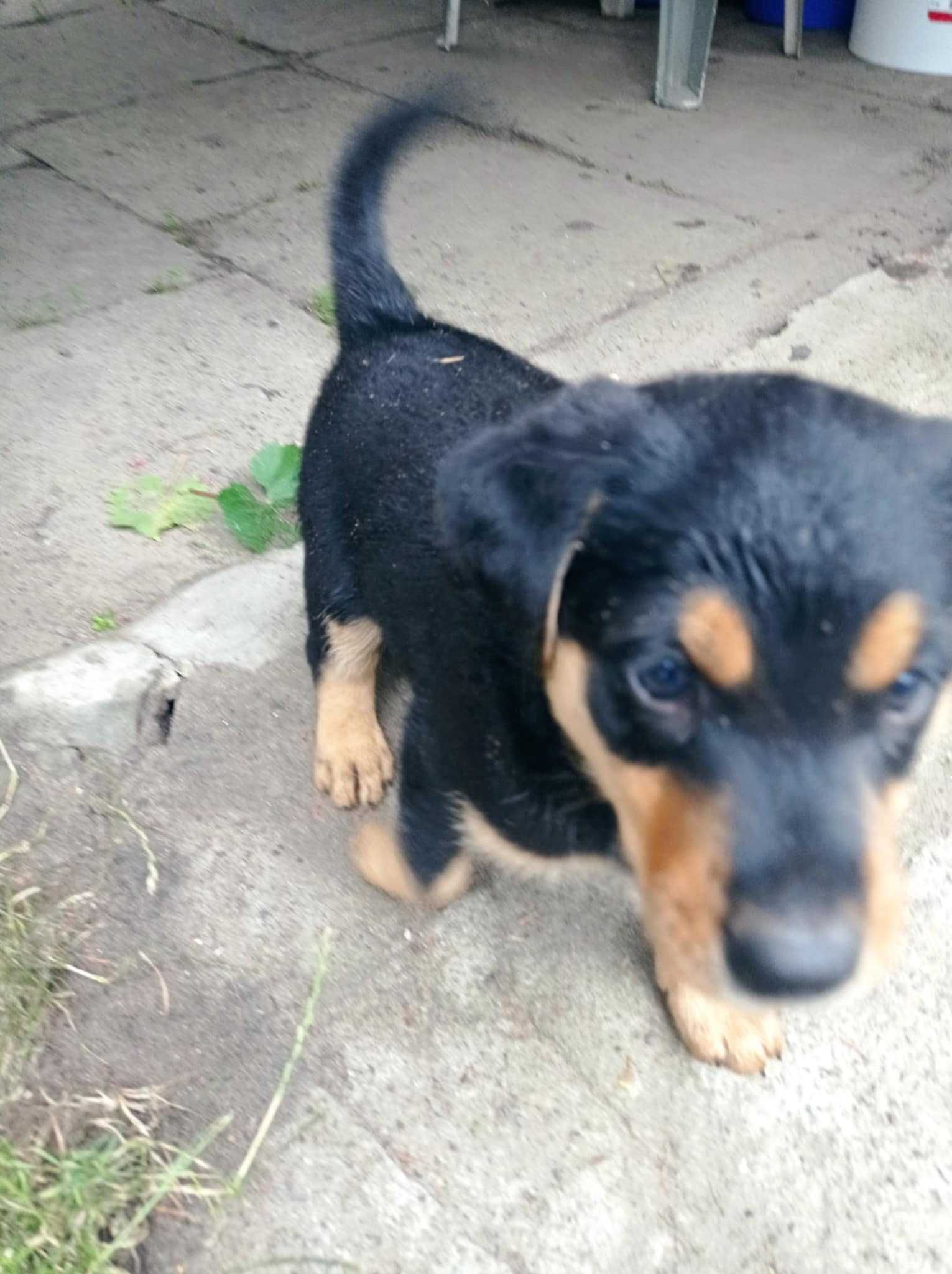 Szczeniaki pieski do adopcji