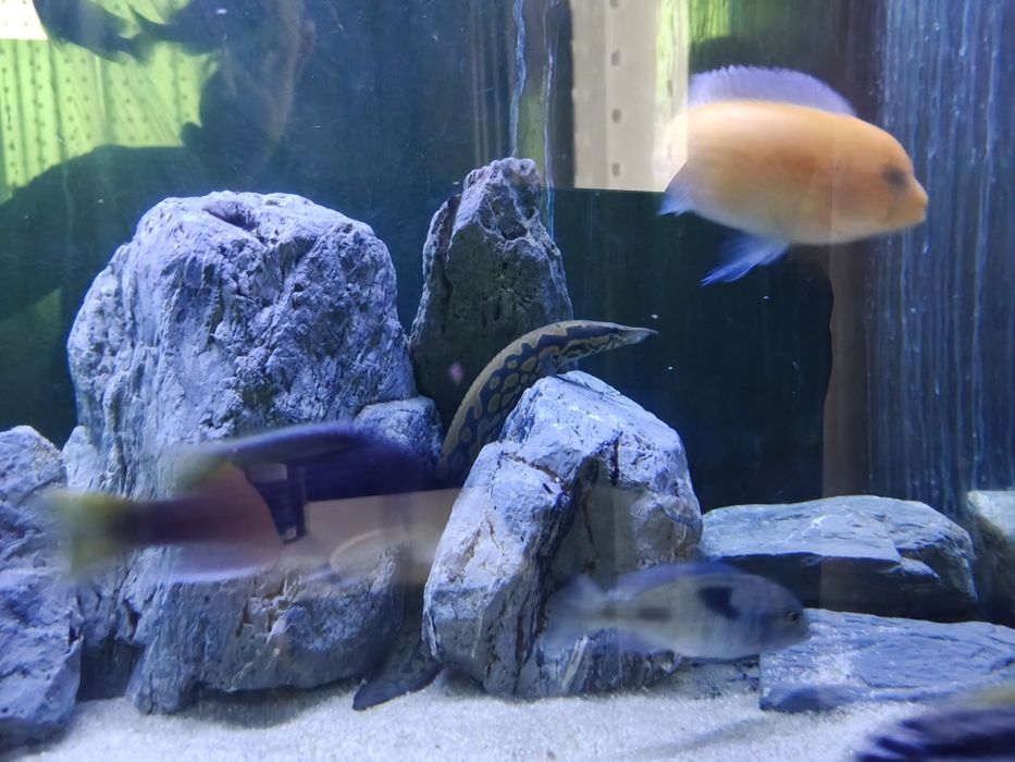 Rybki Pyszczaki glonojad 2wezyki