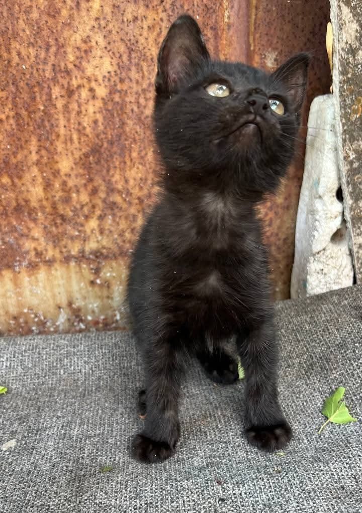 Отбам_ котята_ кошки_ тео