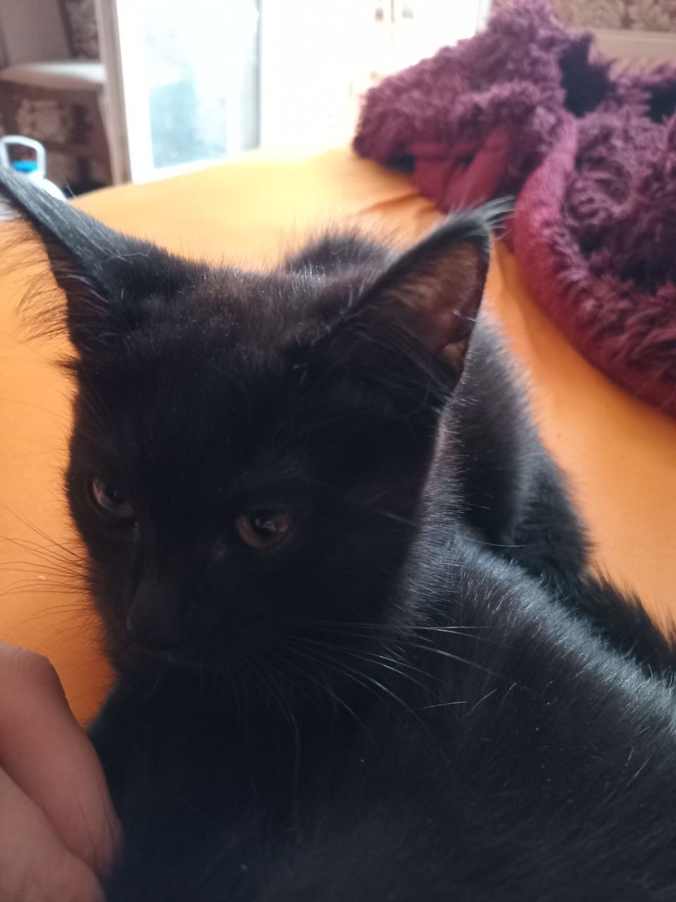 Без платные котята
