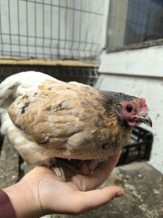 Kury kochiny miniaturkowe