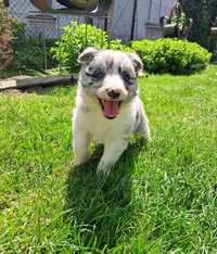 Sunia Border collie blue merle