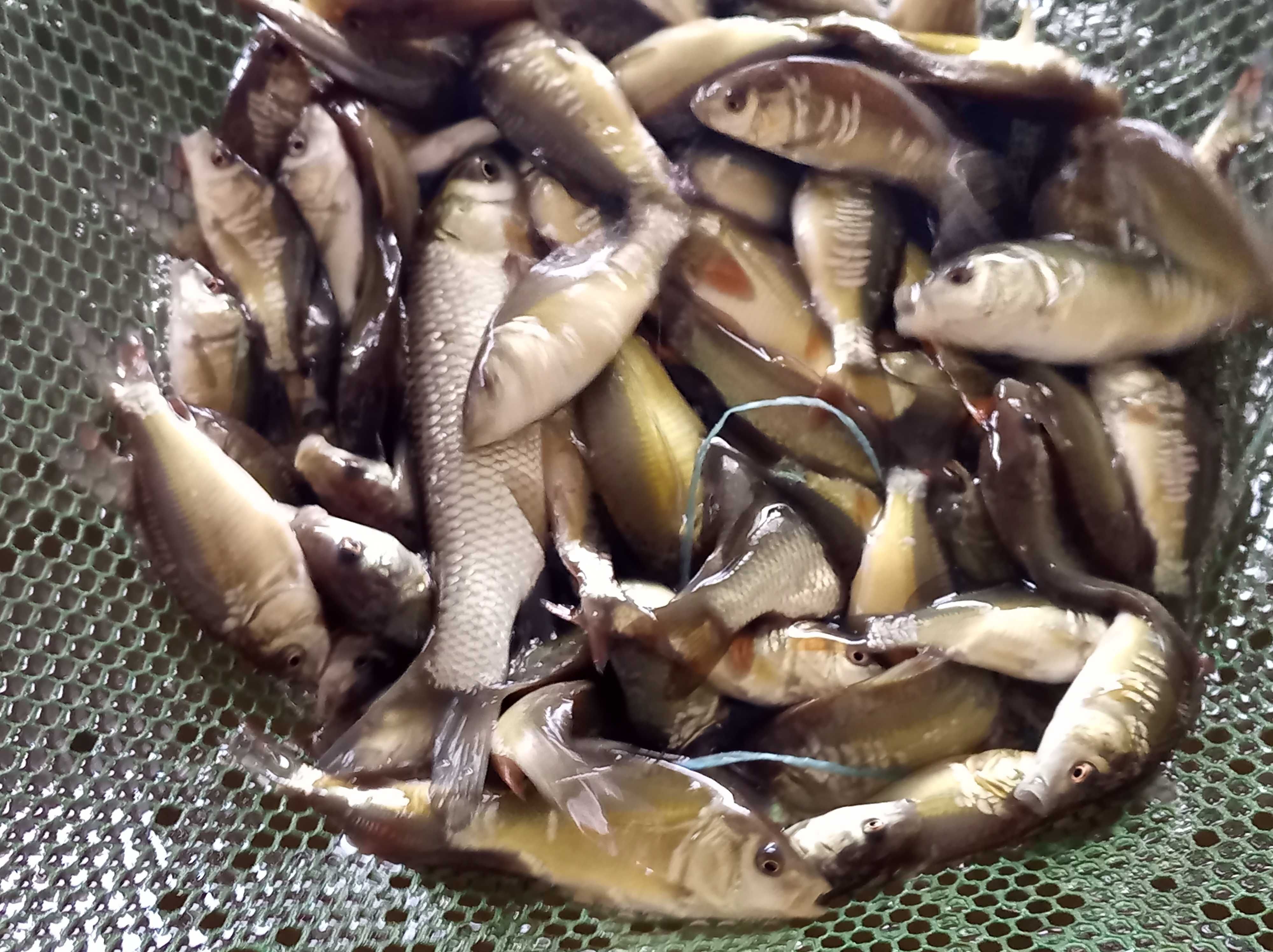 Karp narybek 10-12 cm , lin karaś węgorz Jesiotr tołpyga amur