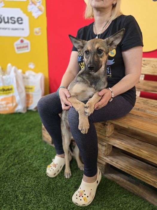 Собачка в добрі ручки!