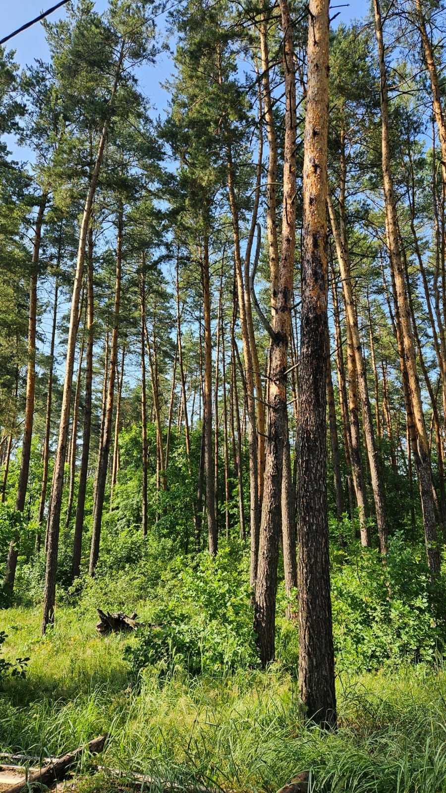 Бобриця. Бучанський район.  Продаж  земельної ділянки!
