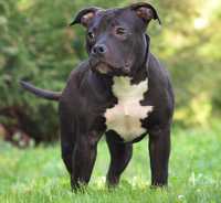 American bully na kolanka/pet home