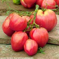 pomidor malinowy rozsada sadzonka  sadzonki pomidor malinowy warszawa