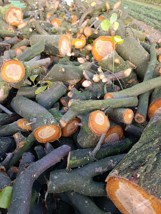 sprzedam drewno że śliwy i czereśni