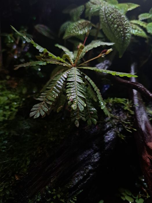 Paludarium / Terrarium / Vivarium Repti Planet 45x45x60