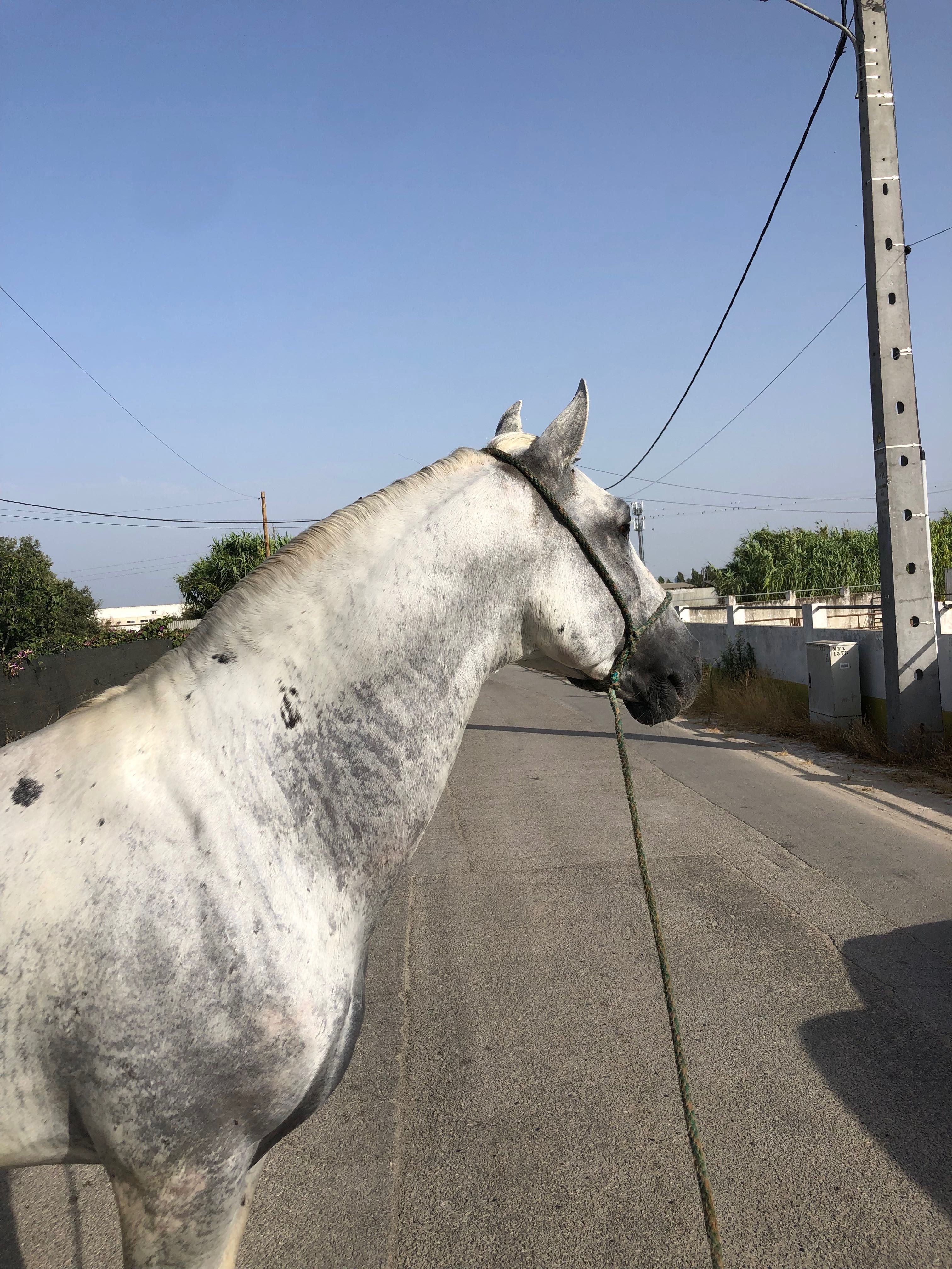 Cavalo engatado cruzado lusitano
