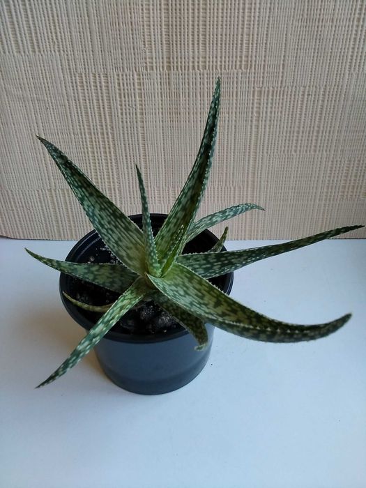 Алоэ сомалийское алое Somaliensis