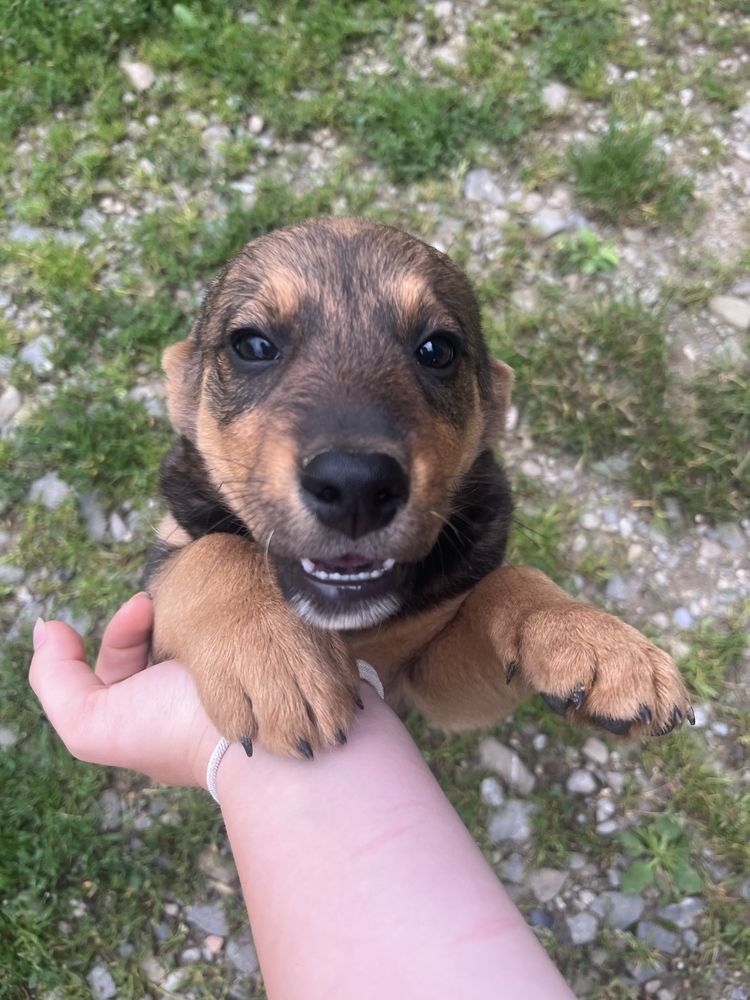 Szczeniaki Beagle