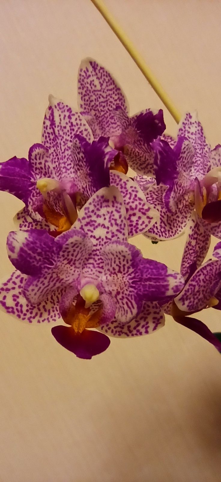 Орхидея домашняя Азиат