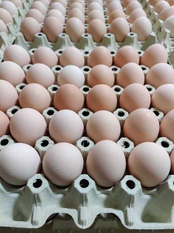 Jaja Jajko jajo kremowe jasne hurt detal krem wiejskie