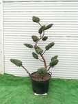 OZDOBA- Bonsai z jałowca chińskiego 'BLUE ALPS' - 170 cm