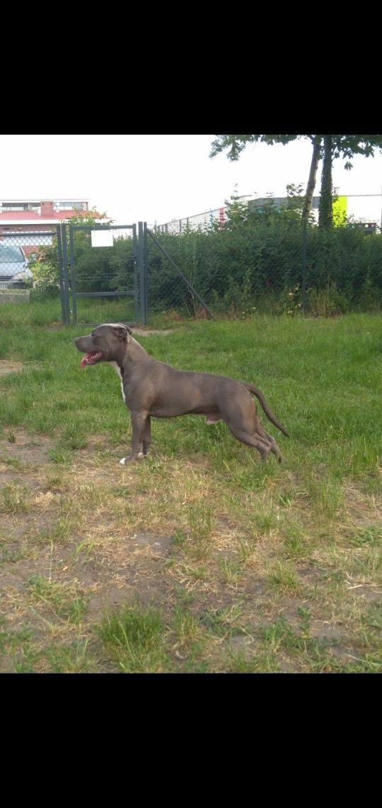 Reproduktor Amstaff Blue krycie American Staffordshire Terrier