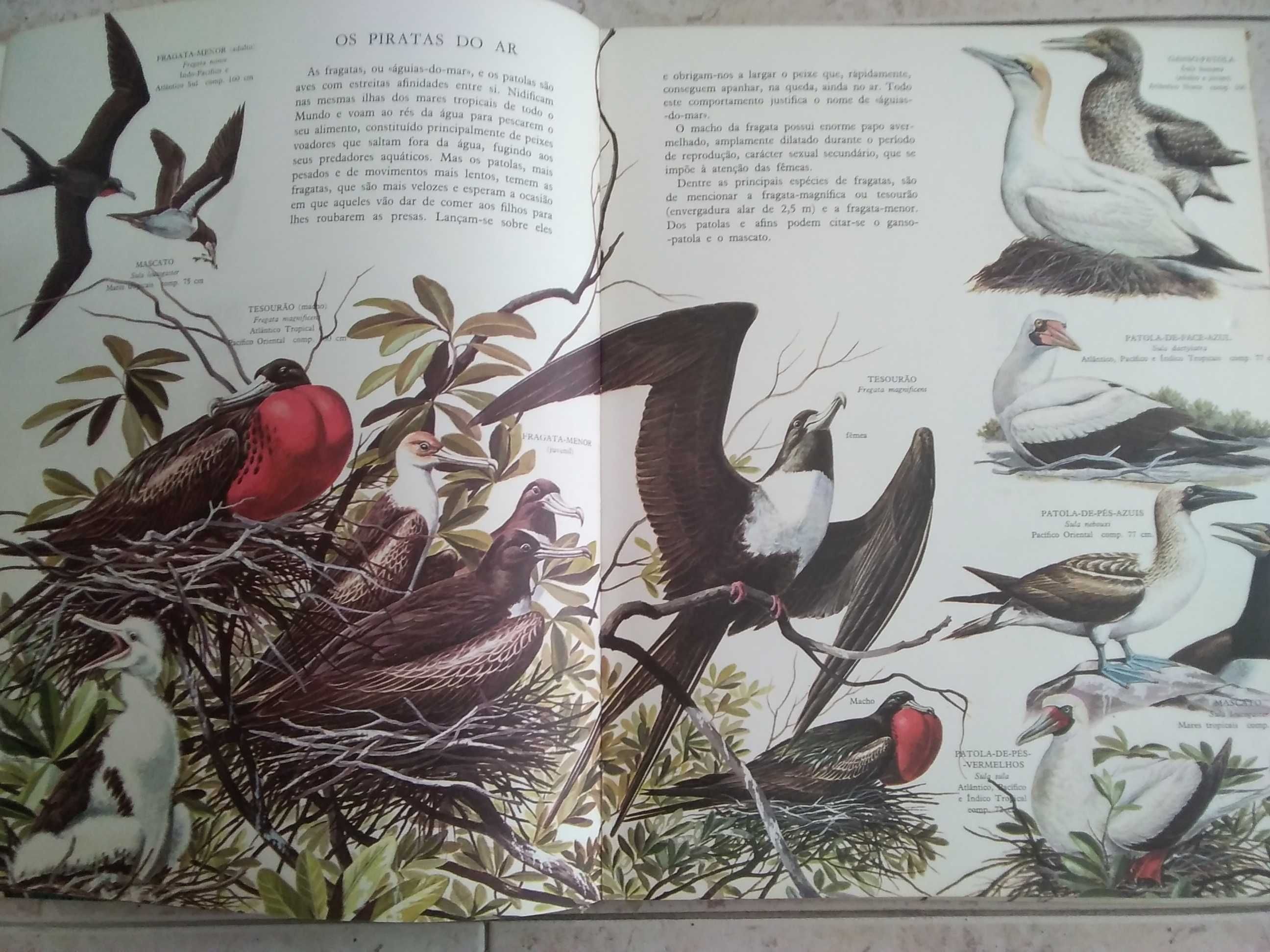 O Grande Livro das Aves