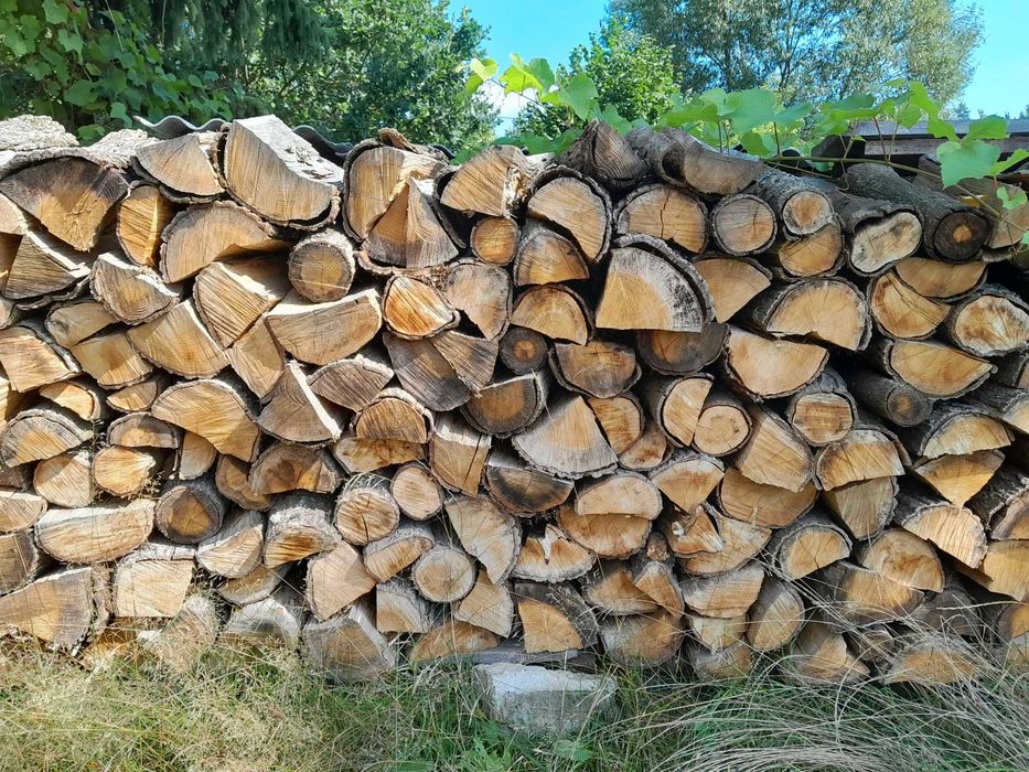 Drzewo dąb , sosna , osika , grab i brzoza