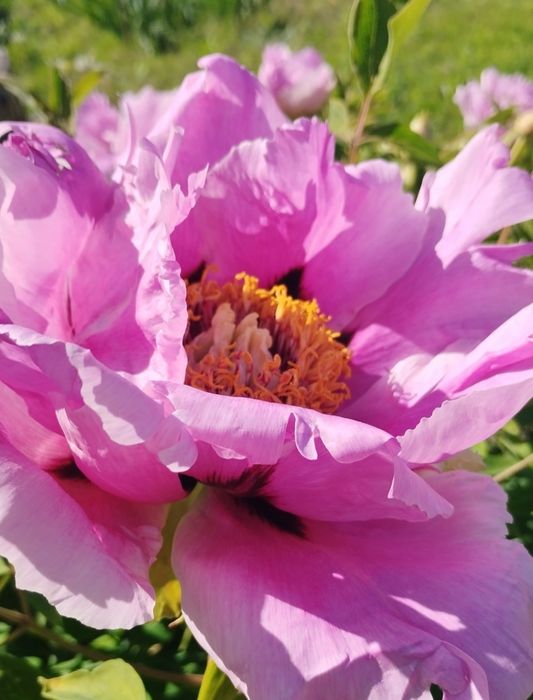 Півонії деревовидні, гібіскуси, лілейники, облепіха, самшит, міскантус