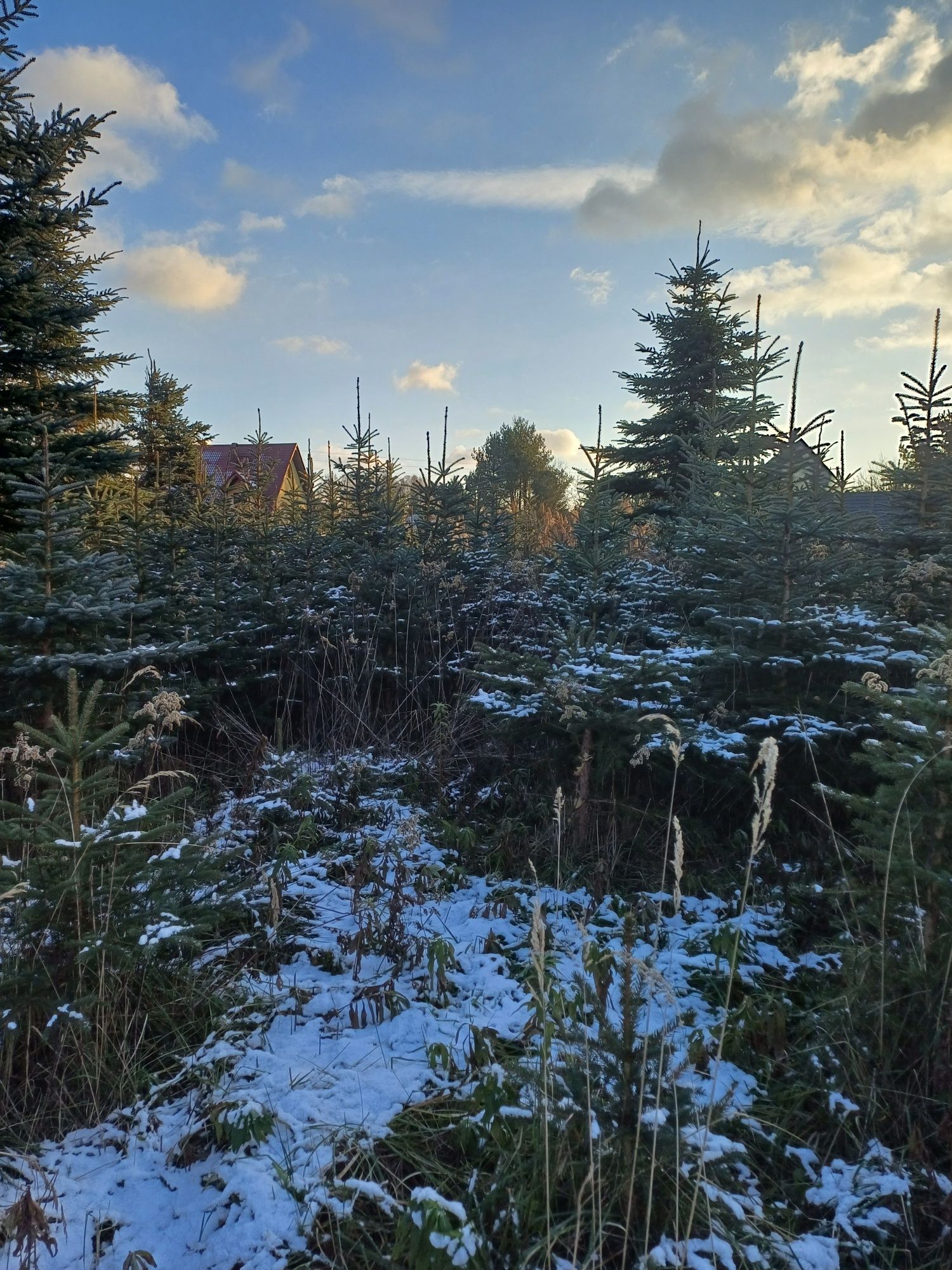 Choinki świerki srebrne Apacz