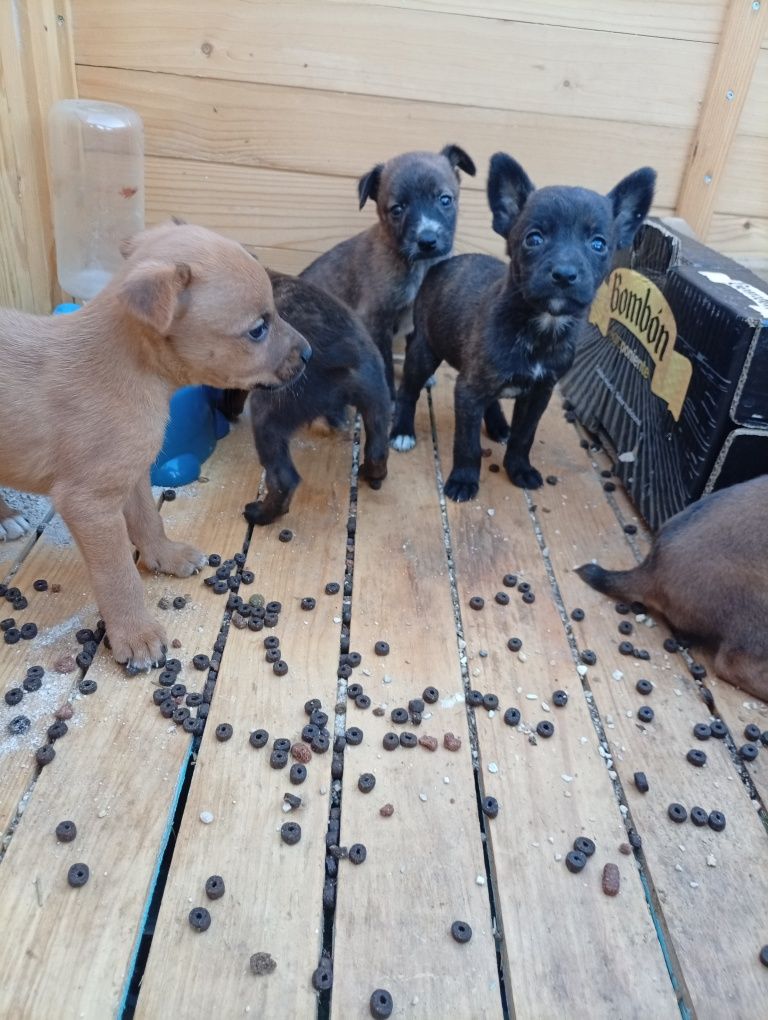 Ninhada resgatada para adoção - cães para adoção