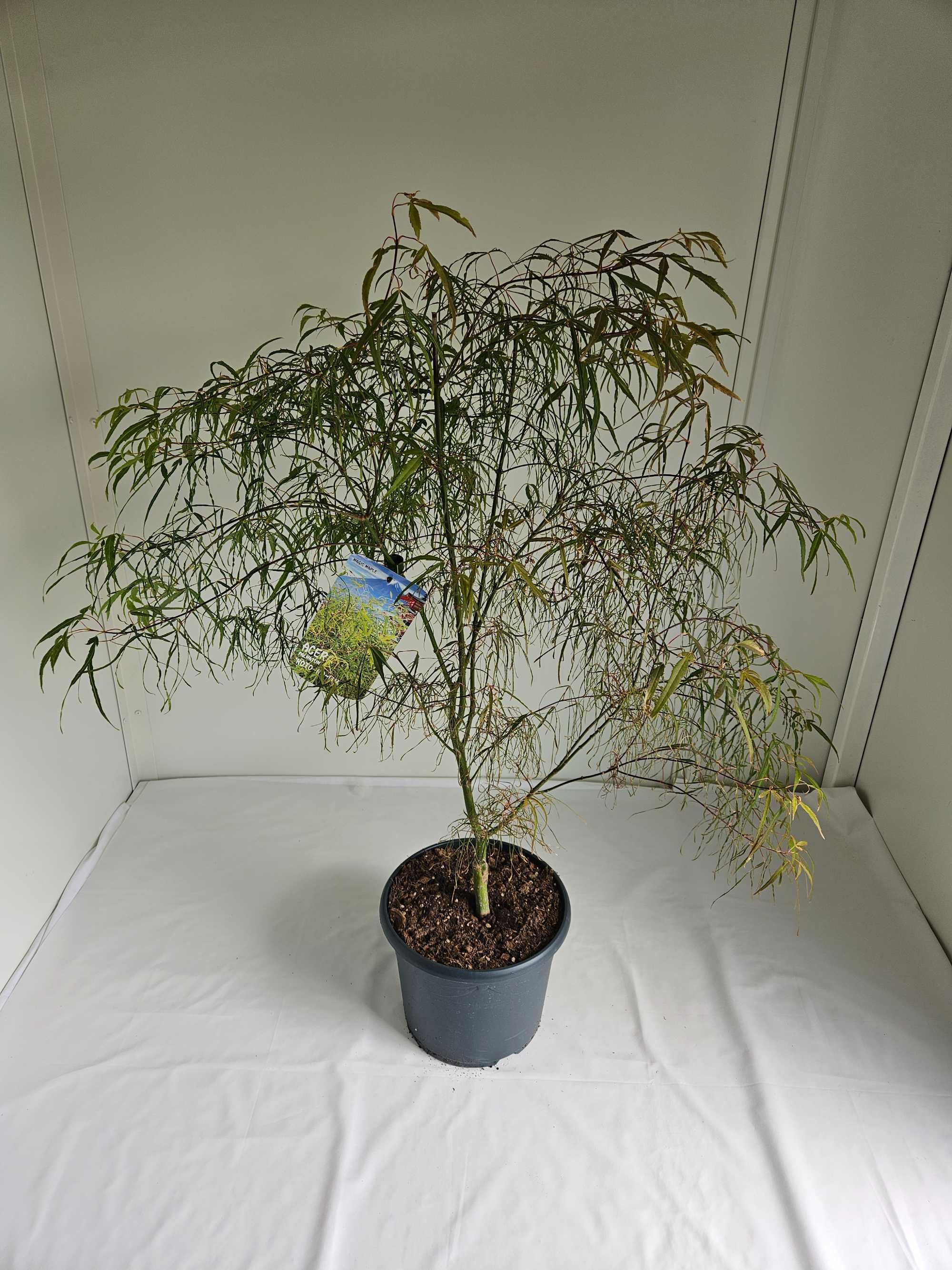Bonsai – Klon japoński palmowy 'Koto no ito' (Acer palmatum)