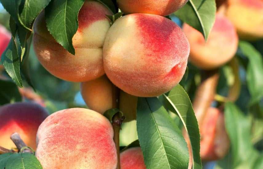 Саджанці Груш, яблонь, персика, черешень, вишень, диплоїдних слив.