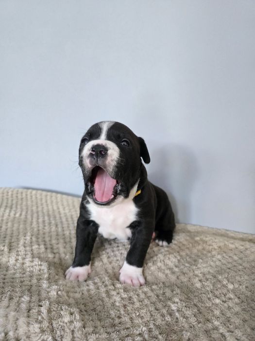 American Staffordshire Terrier FCI samiec