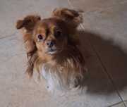 Petsitter e dogwalking
