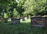 Продам бджолопакети, рої, вулики