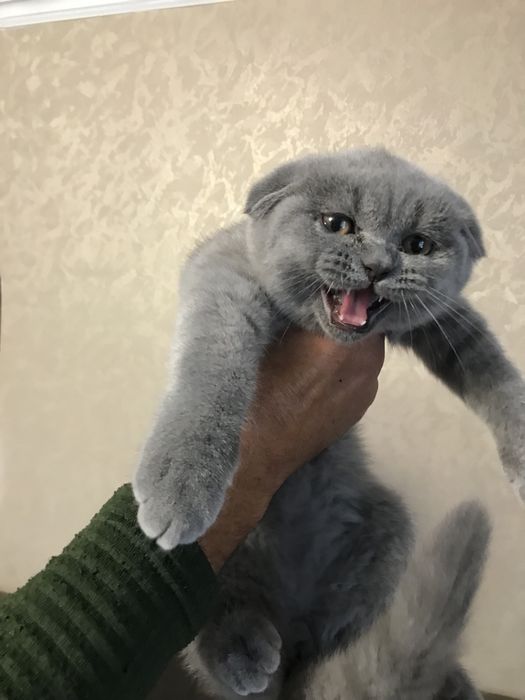 Шотландські кошенята