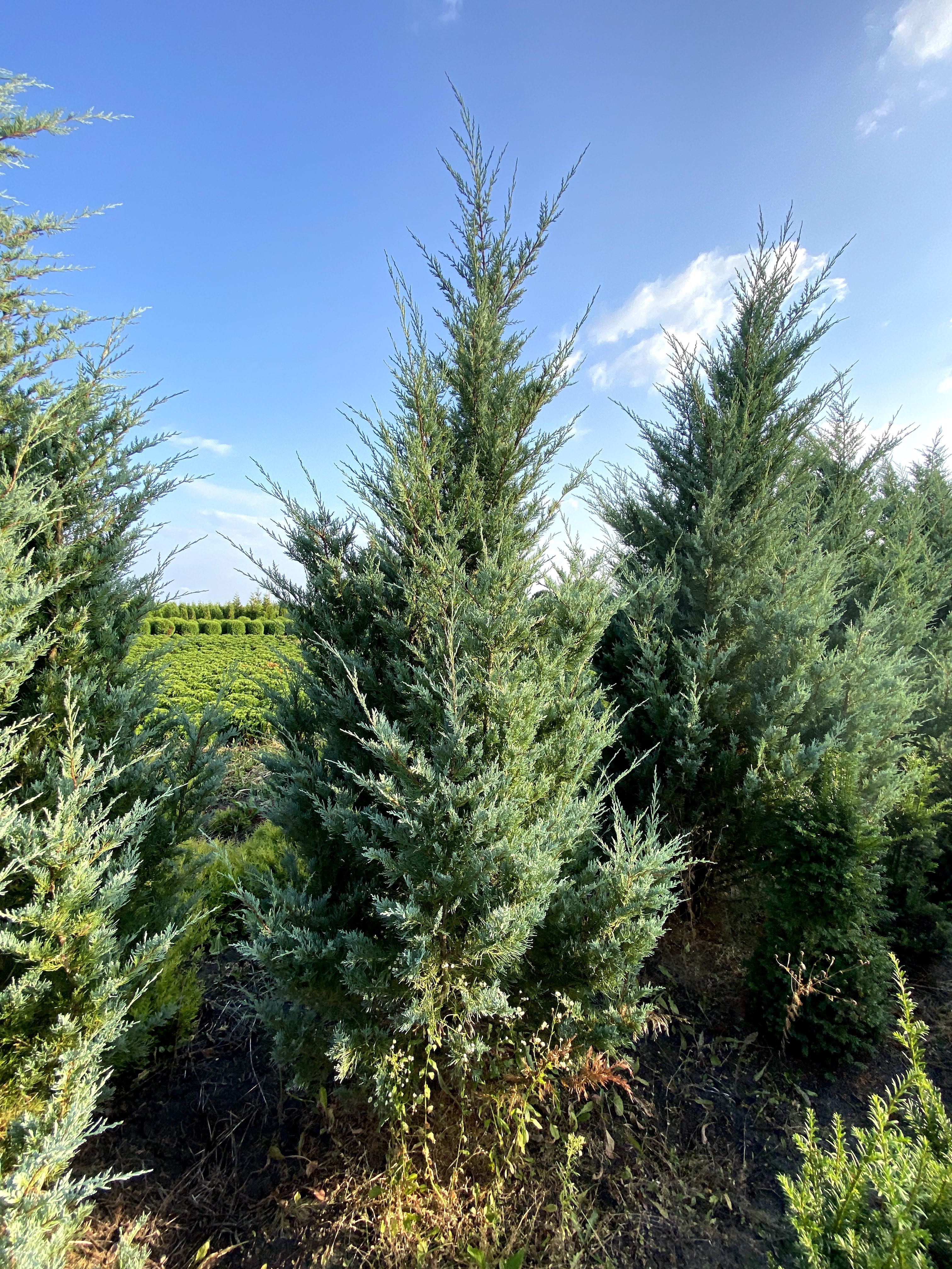 Thuja Golden Smaragd 240-320 cm i inne żywopłot Transport