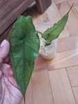 Alocasia dragons breath