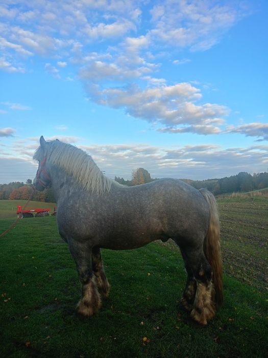 Sprzedam siwego ogiera zimnokrwistego