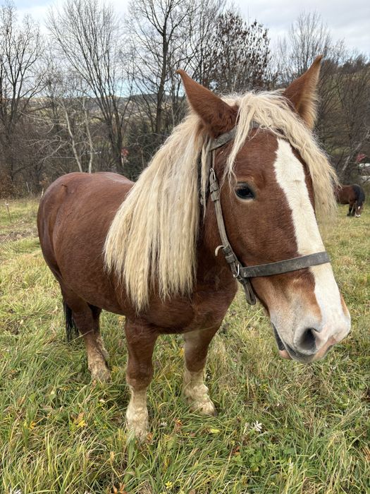 Sprzedam klacz 2,5 letnią