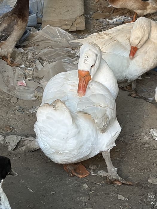 Sprzedam kaczki gesi króli