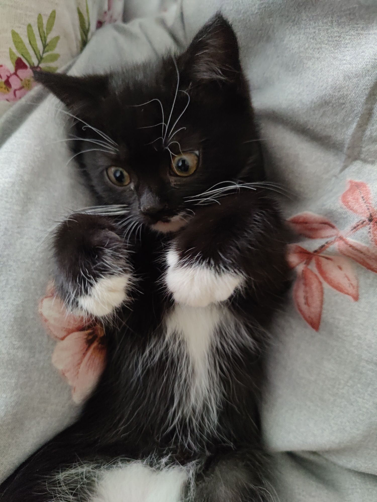 Котик, кицька,кішка, котята, котики
