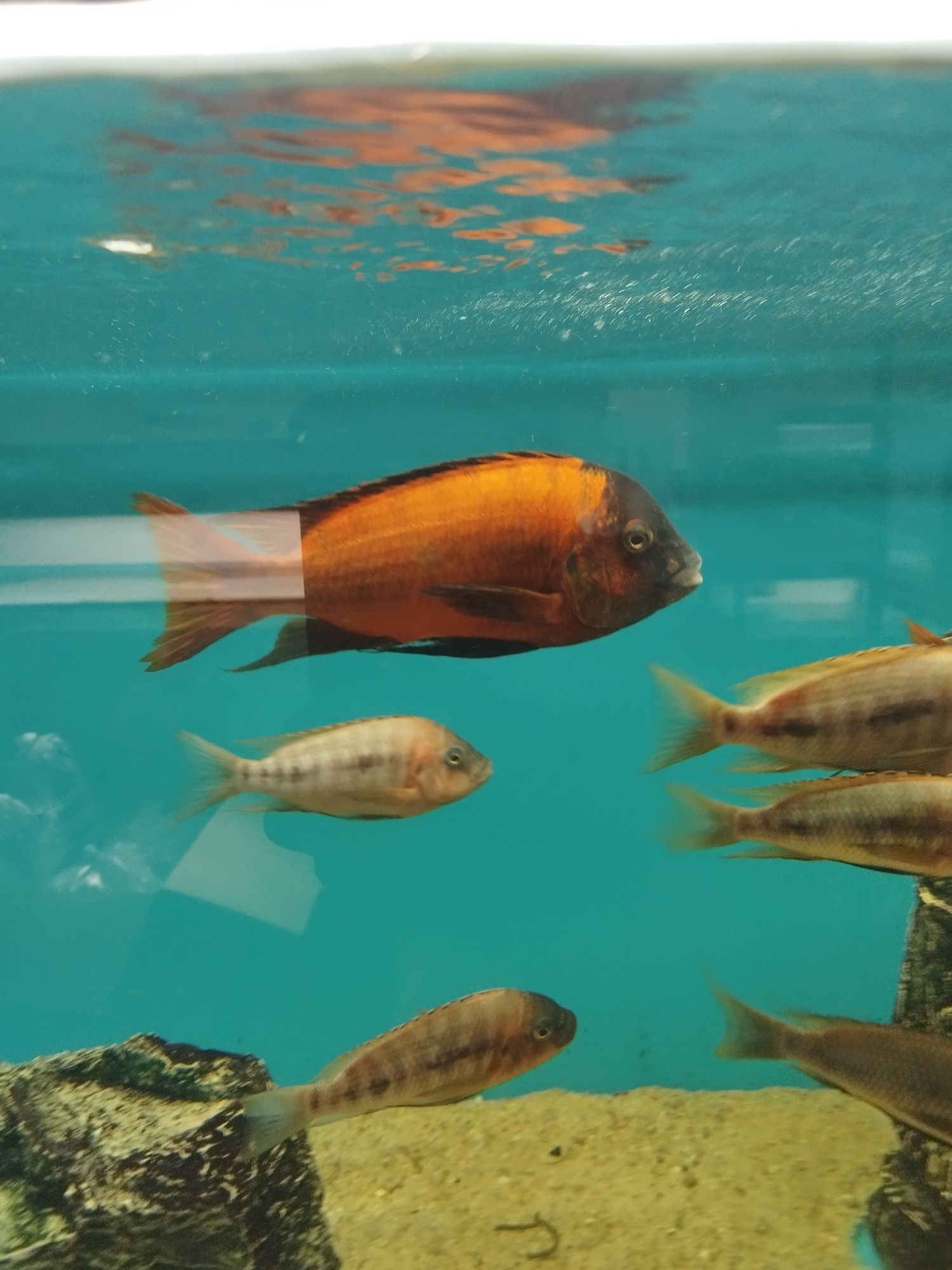 Petrochromis Red bulu point tanganika