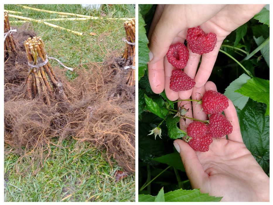 Саджанці малини сорт Полана