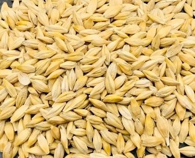 Продам ячмінь, пшеницю по 5 грн/кг.