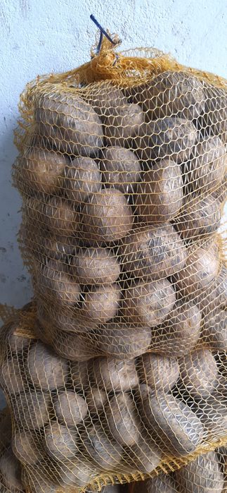 Ziemniaki odmiana VINETA KRZYŻOWICE