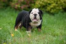 Buldog Angielski Piesek