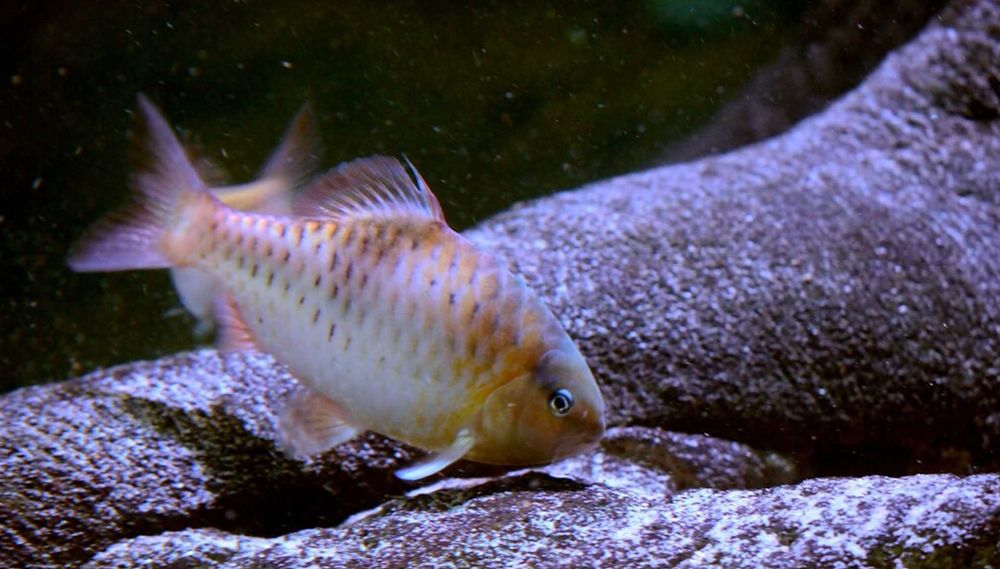 Brzanka czarnopręga - Puntius lateristriga - dowozimy, wysyłamy