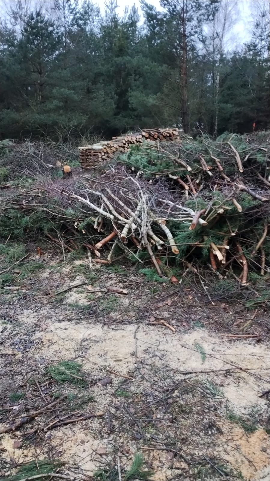 Korzenie, gałęzie pod rębak