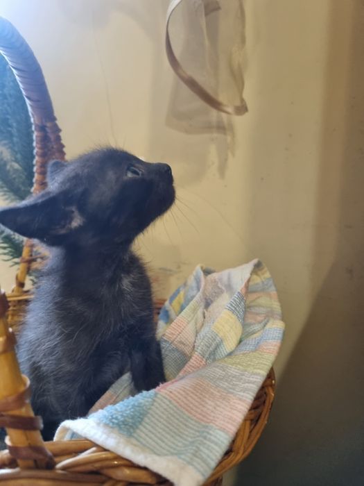 Кошенята в добрі руки, безкоштовно