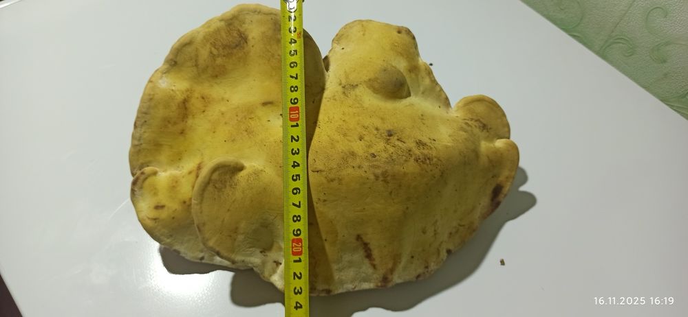 Гриб трутовик 500 грн.