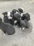 American staffordshire terrier