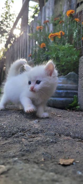 Котенята в добрі руки